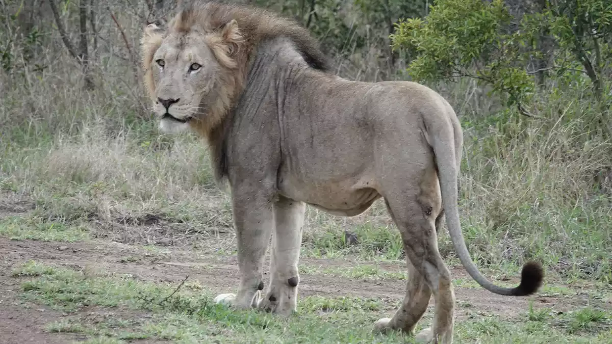 Im ostafrikanischen Tansania sowie in anderen Ländern Afrikas kommt es immer wieder zu Konflikten zwischen Wildtieren und Menschen. (Archivbild) - Bild: Kristin Palitza/dpa