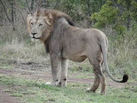 Im ostafrikanischen Tansania sowie in anderen Ländern Afrikas kommt es immer wieder zu Konflikten zwischen Wildtieren und Menschen. (Archivbild) - Foto: Kristin Palitza/dpa