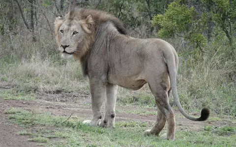 Im ostafrikanischen Tansania sowie in anderen Ländern Afrikas kommt es immer wieder zu Konflikten zwischen Wildtieren und Menschen. (Archivbild) - Foto: Kristin Palitza/dpa