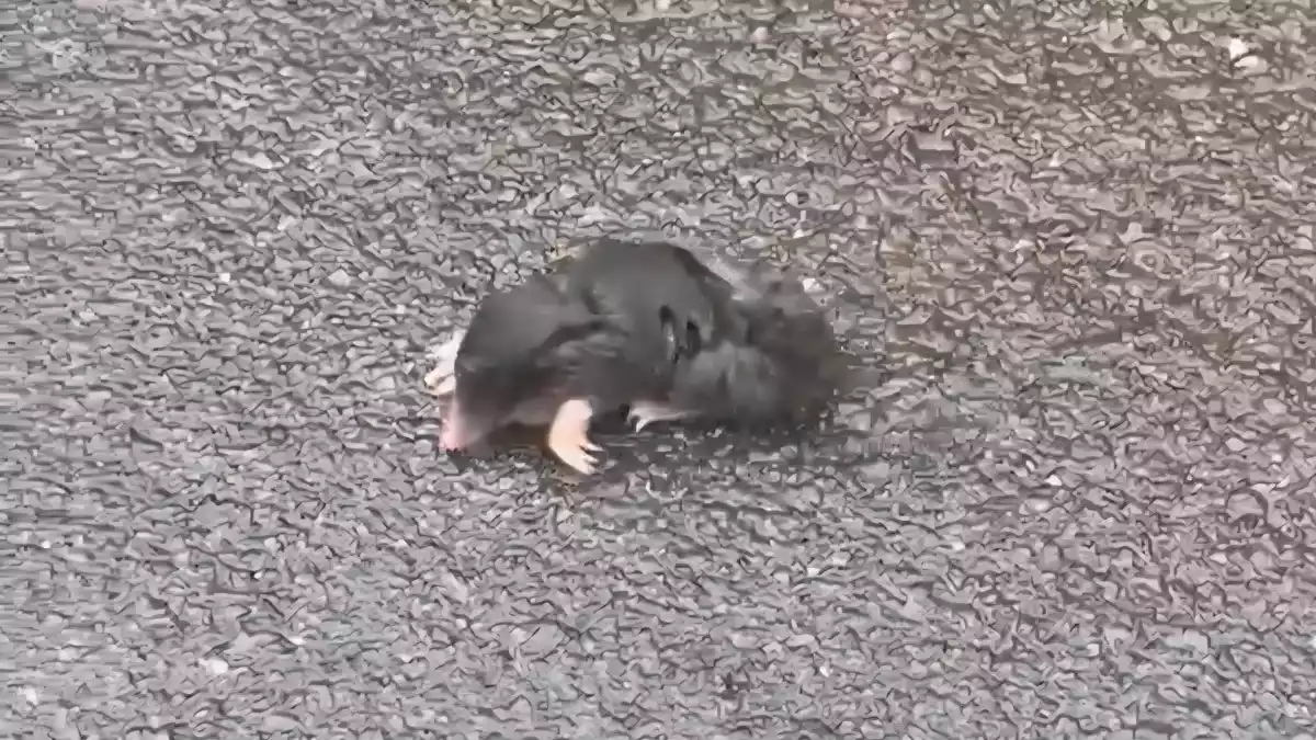 LPI-NDH: Ein Herz für Tiere haben auch Polizeibeamte! - Bild: presseportal.de