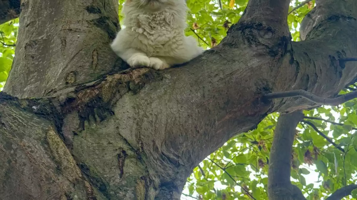 FW-EN: Vermisster Kater Steve von der Feuerwehr gerettet - Bild: presseportal.de