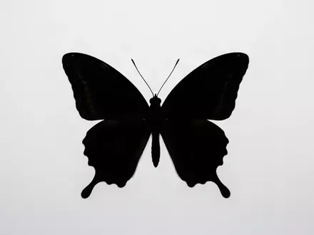 Eine schwarze Schmetterlingssilhouette auf neutralem, weiĂźem Hintergrund zur Veranschaulichung visueller Mustererkennung. - Foto: ĂĽber boerse-global.de