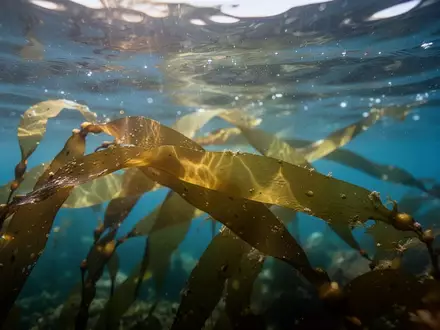 Grüne Seetang-Blätter unter der Wasseroberfläche bei einfallendem Sonnenlicht. - Foto: über boerse-global.de