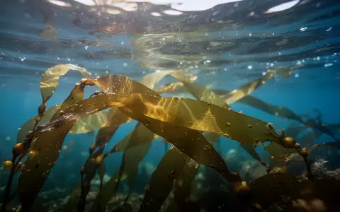 Grüne Seetang-Blätter unter der Wasseroberfläche bei einfallendem Sonnenlicht. - Foto: über boerse-global.de