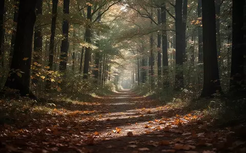 Ein von goldenen Herbstblättern bedeckter Waldweg im sanften, diffusen Licht des frühen Morgens. - Foto: über boerse-global.de