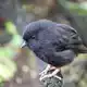 Der Karure (Chathamschnäpper) war 1980 fast ausgestorben. - Bild: Caleb Teague/Forest and Bird/dpa