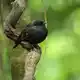 Der federleichte, kugelrunde Vogel setzte sich gegen rund 70 Konkurrenten durch. - Bild: Dave Boyle/Forest and Bird/dpa