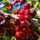 Obstbaubetriebe in Deutschland können Summe ein gutes Kirschenjahr bilanzieren. (Archivbild) - Bild: Philipp von Ditfurth/dpa