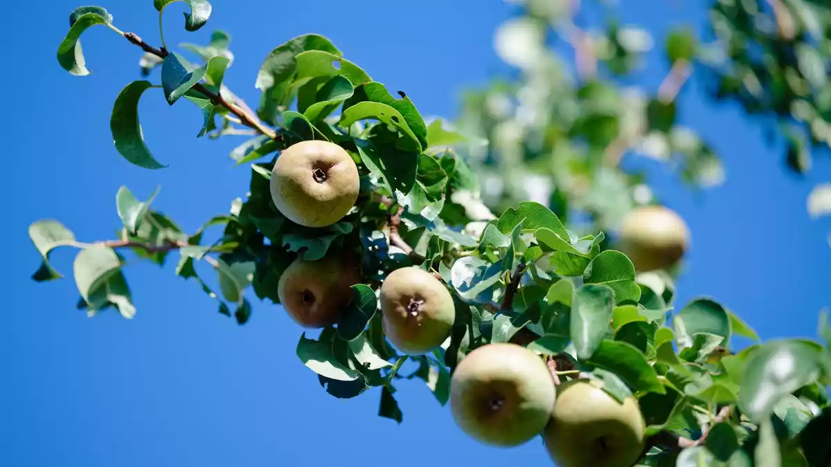 Nach ersten vorläufigen Schätzungen erwarten die Obstbaubetriebe 2026 eine gute Birnenernte. (Archivbild) - Bild: Uwe Anspach/dpa