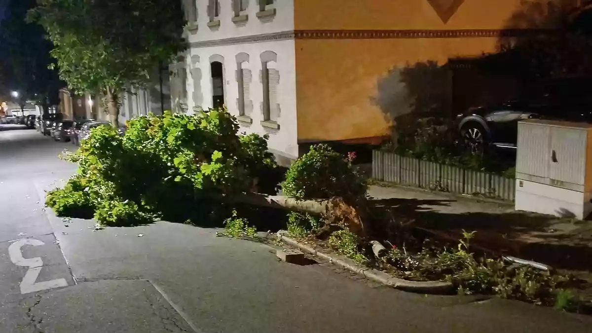 FW-EN: Wetter - Sattelauflieger bringt Baum zu fallen - Bild: presseportal.de