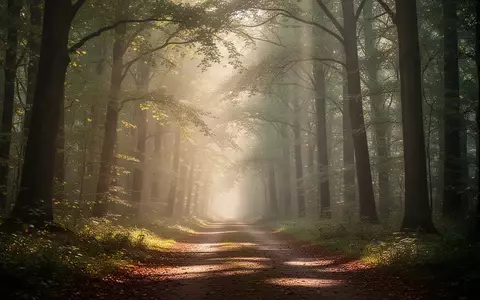 Ein sonnendurchfluteter Waldweg, der eine ruhige und friedliche Atmosphäre ausstrahlt. - Foto: über boerse-global.de
