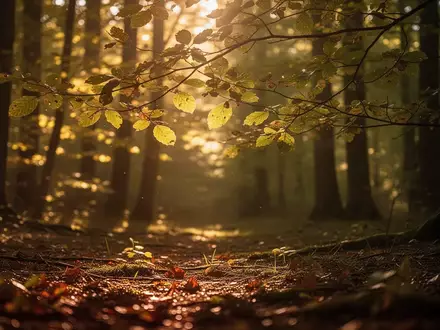 Sonnenlicht fällt durch grüne Blätter in einem Wald und erzeugt ein natürliches Lichtspiel auf dem Boden. - Foto: über boerse-global.de