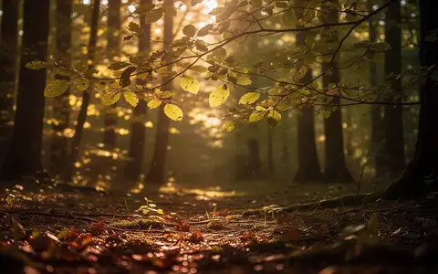 Sonnenlicht fällt durch grüne Blätter in einem Wald und erzeugt ein natürliches Lichtspiel auf dem Boden. - Foto: über boerse-global.de