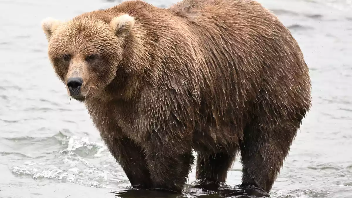 Den Sommer über hat die Bärin beim Lachsfressen deutlich zugenommen.  - Bild: C. Loberg/explore.org/dpa