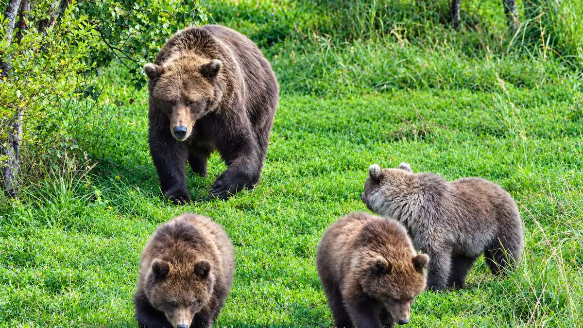 Dieses Muttertier zählt zu den kräftigsten Bären am Brooks River im Katmai-Nationalpark. - Bild: C. Loberg/explore.org/dpa