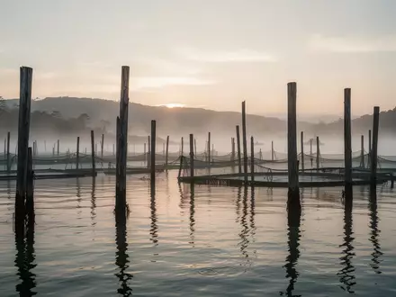 Ruhige Aquakultur-Anlage in einer Küstenbucht bei Sonnenaufgang mit Holzpfählen im Wasser. - Foto: über boerse-global.de