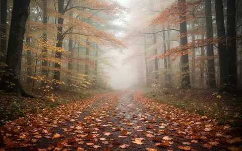 Ein mit herbstlichem Laub bedeckter Waldweg an einem nebligen Morgen. - Foto: über boerse-global.de