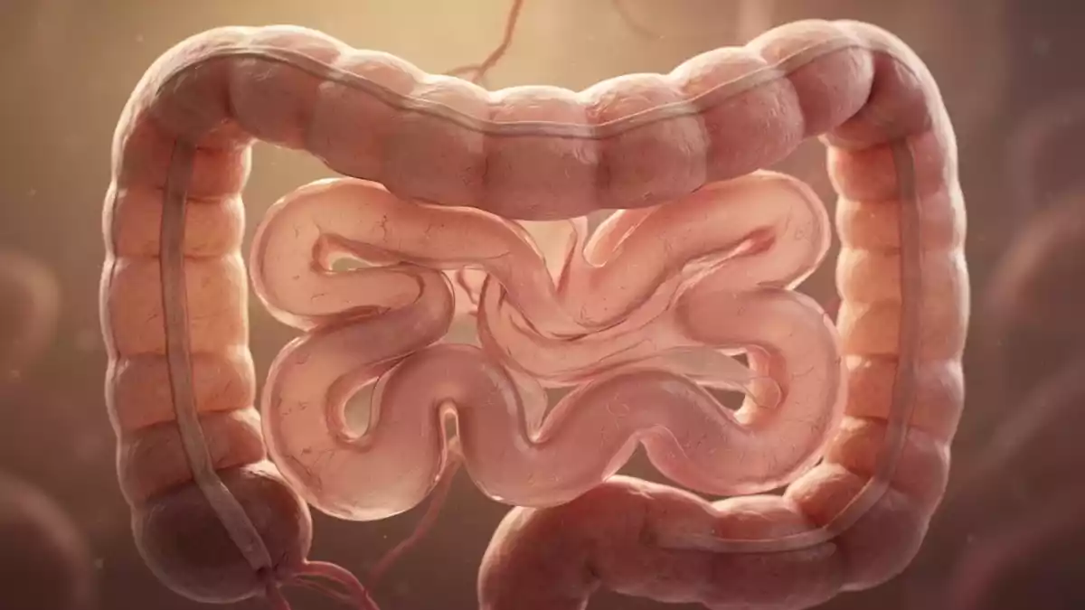 Darmgesundheit im Fokus: Neue Erkenntnisse zu Ernährung und Mikrobiom