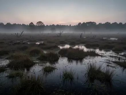 Ein nebliges, dicht bewachsenes Moorgebiet bei Dämmerung in der Nähe eines Waldrandes. - Foto: über boerse-global.de
