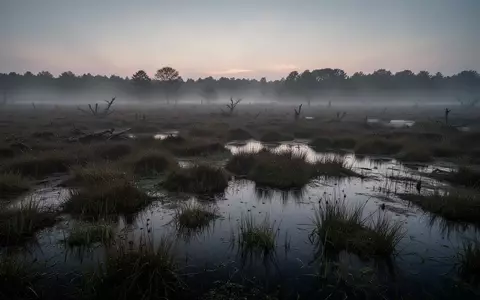 Ein nebliges, dicht bewachsenes Moorgebiet bei Dämmerung in der Nähe eines Waldrandes. - Foto: über boerse-global.de
