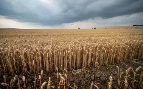 Weizenfeld unter einem bewölkten Himmel, das die klimatischen Herausforderungen in der landwirtschaftlichen Produktion symbolisiert. - Foto: über boerse-global.de
