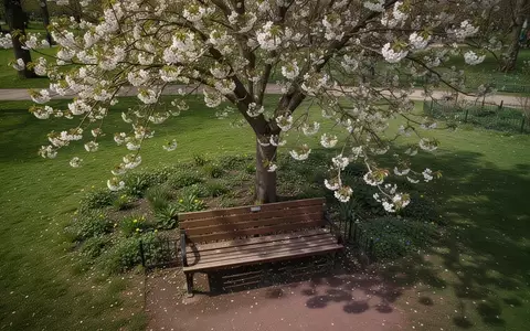 Symbolbild: Parkbank unter einem blühenden Baum - Foto: über boerse-global.de