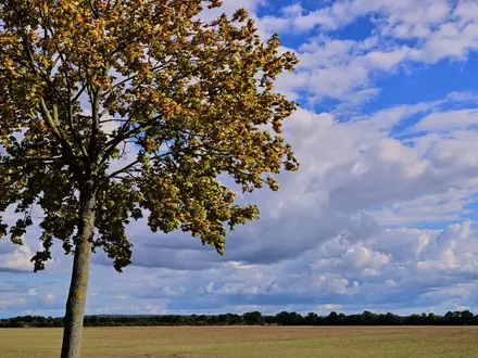 Vielen Menschen in Deutschland stehen sonnige Herbsttage bevor. - Foto: Patrick Pleul/dpa
