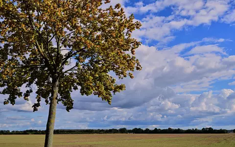 Vielen Menschen in Deutschland stehen sonnige Herbsttage bevor. - Foto: Patrick Pleul/dpa