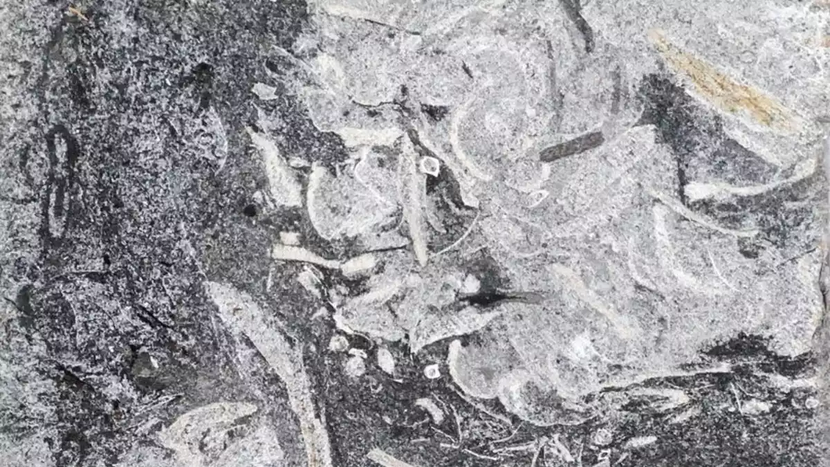 Ansammlung von Muschelschalen und Pflanzenresten – interpretiert als das Erbrochene eines Plesiosauriers. - Bild: Dirk Knaust/Cambridge University/EurekaAlert/dpa