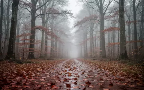 Ein von feuchtem Herbstlaub bedeckter Waldweg an einem nebligen, bewölkten Tag mit trockenen Buchen im Hintergrund. - Foto: über boerse-global.de