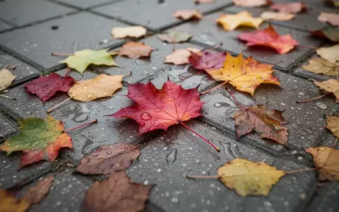 Nasses, buntes Herbstlaub auf einem grauen Gehweg bei diffusem Tageslicht. - Foto: über boerse-global.de