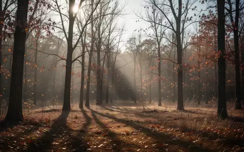 Ein lichter Herbstwald mit tiefstehendem Sonnenlicht, der die jahreszeitlich bedingte geringe Sonneneinstrahlung symbolisiert. - Foto: über boerse-global.de