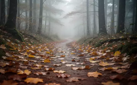 Ein mit Herbstlaub bedeckter Waldweg an einem nebligen Morgen. - Foto: über boerse-global.de