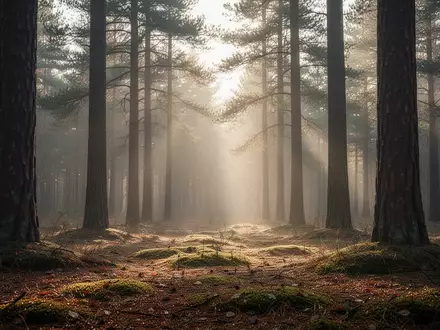 Ein friedlicher Wald bei Sonnenaufgang mit weichem Licht, das durch die Bäume auf einen mit Moos bedeckten Waldboden fällt. - Foto: über boerse-global.de