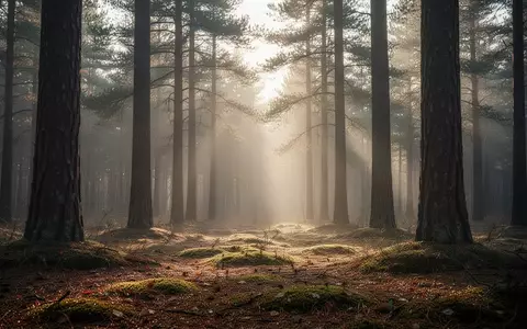 Ein friedlicher Wald bei Sonnenaufgang mit weichem Licht, das durch die Bäume auf einen mit Moos bedeckten Waldboden fällt. - Foto: über boerse-global.de