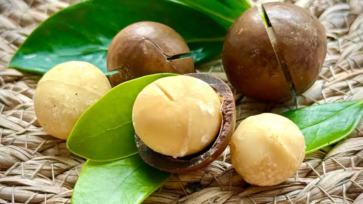 Macadamia-Nüsse haben eine buttrige, fast cremige Konsistenz.  - Bild: Carola Frentzen/dpa