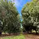 An der Ostküste Australiens sind viele Macadamia-Plantagen zu finden. - Bild: Carola Frentzen/dpa