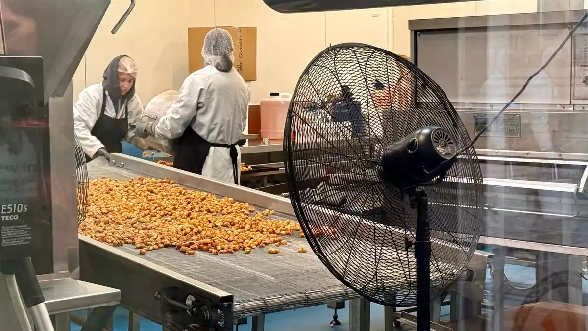 Interessenten können bei Nutworks beobachten, wie die Macadamia-Nüsse verarbeitet werden. - Bild: Carola Frentzen/dpa