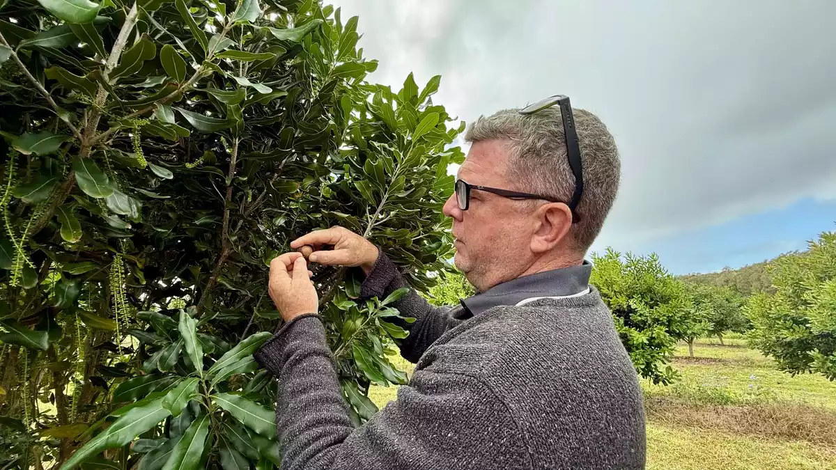 Chris Fuller von Nutworks prüft die Früchte an einem Macadamia-Baum. - Bild: Carola Frentzen/dpa