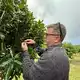 Chris Fuller von Nutworks prüft die Früchte an einem Macadamia-Baum. - Bild: Carola Frentzen/dpa