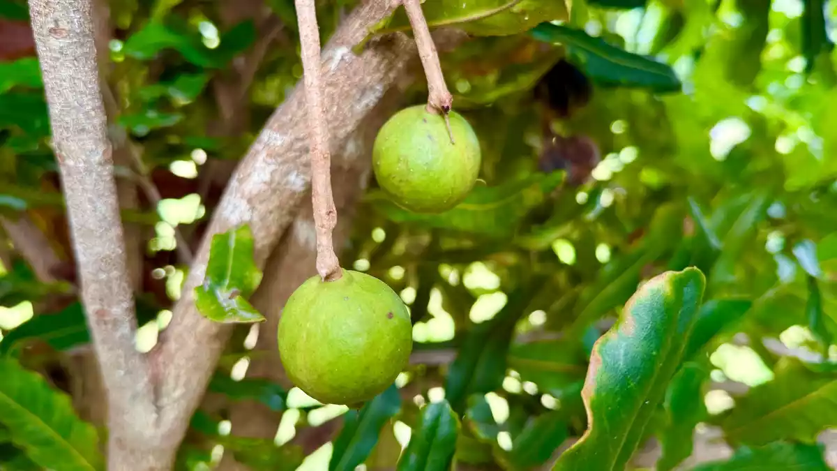 So sehen die Nüsse am Baum aus. - Bild: Carola Frentzen/dpa