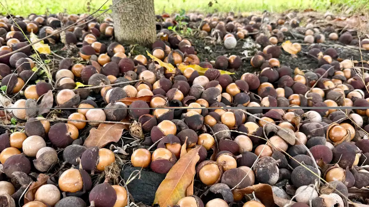 Die Macadamia-Nüsse fallen von selbst von den Bäumen. - Bild: Carola Frentzen/dpa