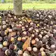 Die Macadamia-Nüsse fallen von selbst von den Bäumen. - Bild: Carola Frentzen/dpa