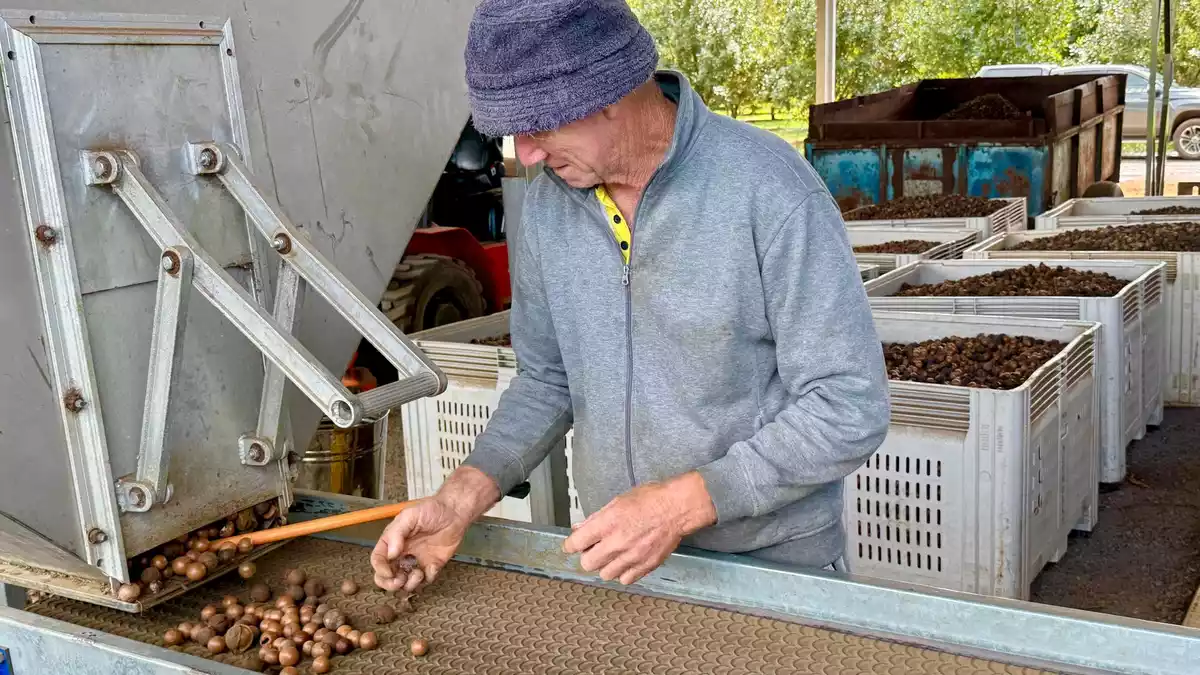 Die Verarbeitung von Macadamia ist aufwendig. - Bild: Carola Frentzen/dpa