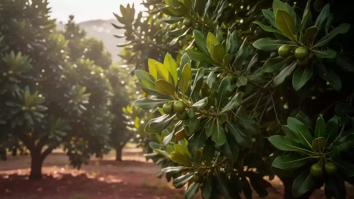 Macadamia: Globale Produktion wächst, Australien zielt auf Europa