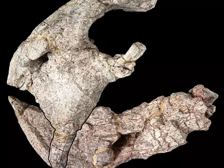 Die Überreste - die Vorderseite des Schädels und Unterkiefers - stammen aus den Manda Beds im Süden Tansanias.  - Foto: onathan Jackson, Hady George/University of Bristol/dpa