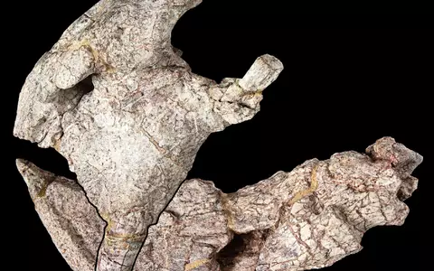 Die Überreste - die Vorderseite des Schädels und Unterkiefers - stammen aus den Manda Beds im Süden Tansanias.  - Foto: onathan Jackson, Hady George/University of Bristol/dpa