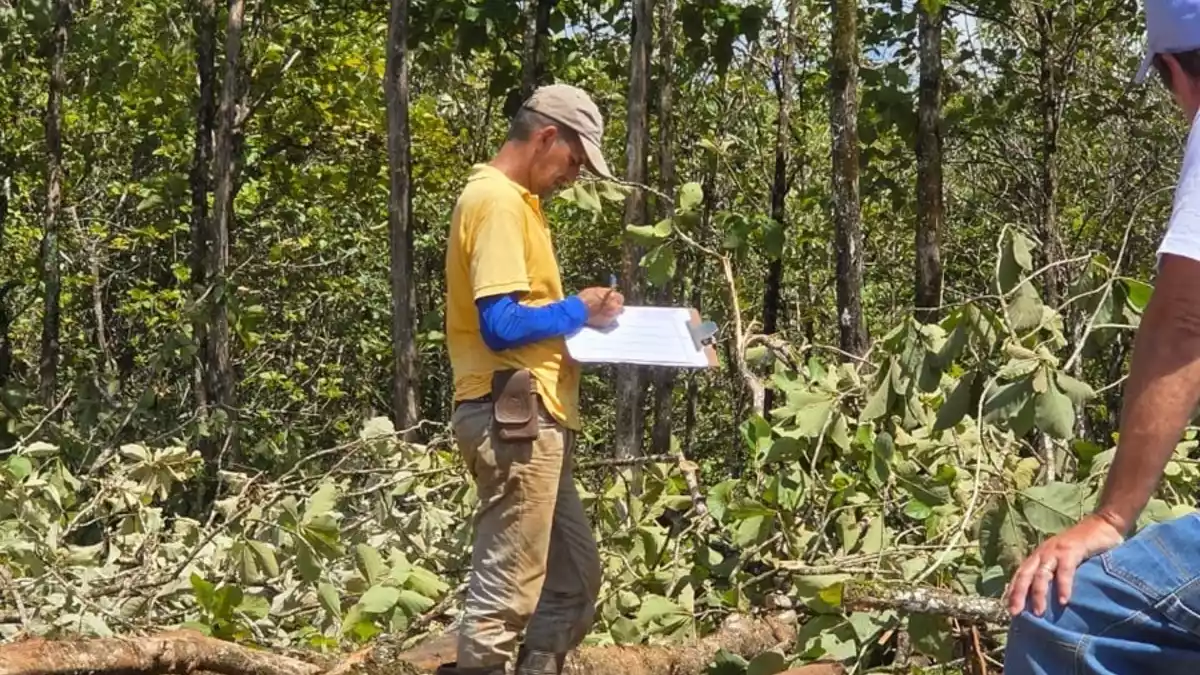 Life Forestry Switzerland AG i.L. - Teakbäume vorhanden - Endernten beginnen - Erlöszahlungen starten - Kunden sind und bleiben Baumeigentümer - Bild: presseportal.de