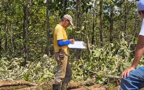 Life Forestry Switzerland AG i.L. - Teakbäume vorhanden - Endernten beginnen - Erlöszahlungen starten - Kunden sind und bleiben Baumeigentümer - Foto: presseportal.de