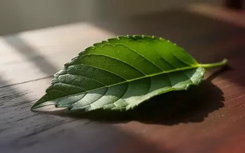 Ein grünes Blatt auf einem dunklen Holztisch in natürlichem Licht als Symbol für Gesundheit und Prävention. - Foto: über boerse-global.de